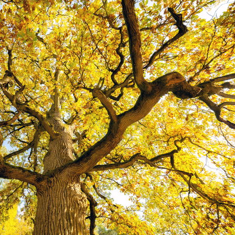 Tree with yellow leaves Tree with yellow leaves