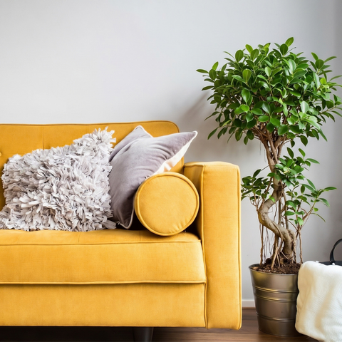 yellow sofa and potted tree yellow sofa and potted tree